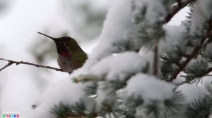 Самая красивая мелодия на свете! Эту музыку можно слушать вечно! Нежная Спокойная Музыка Для Души