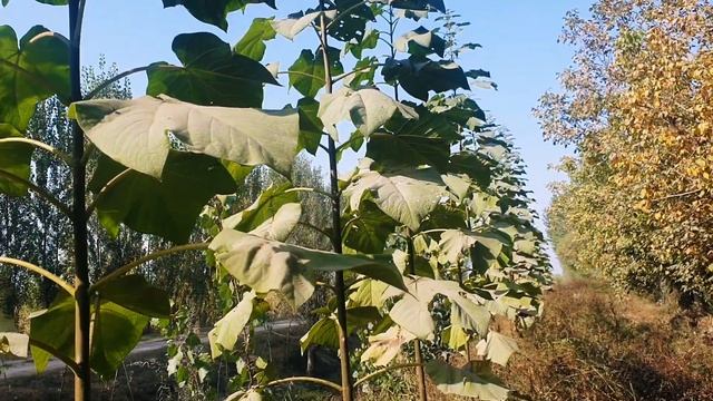 #павлония. Павловния Дарахти Сувсизликка Чидамлими ??? смотреть онлайн