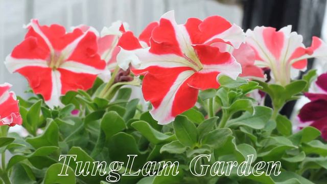 Dạ yến thảo TungLam Garden - những sắc mầu P II смотреть онлайн