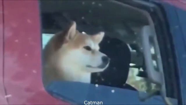 #14 FMWA Эксбиционист напугал кота смотреть онлайн