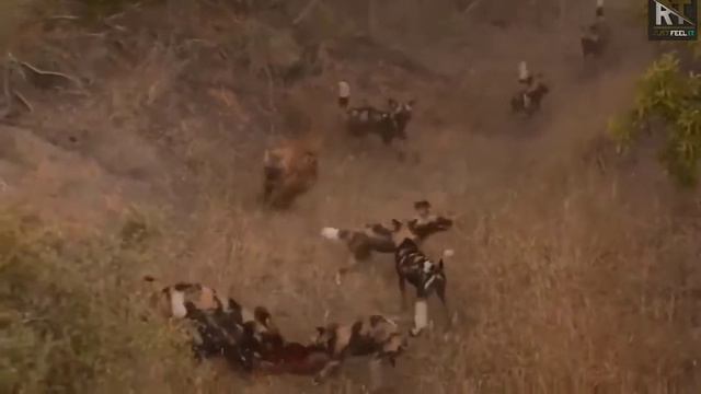 Hyena Was Swallowed By Giant Python When It Dared To Steal Prey but The Profiteer Is Leopard смотреть онлайн