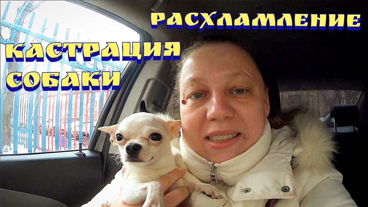 Расхламление / Кастрация кобеля / Закупка продуктов / Ветклиника в Москве смотреть онлайн