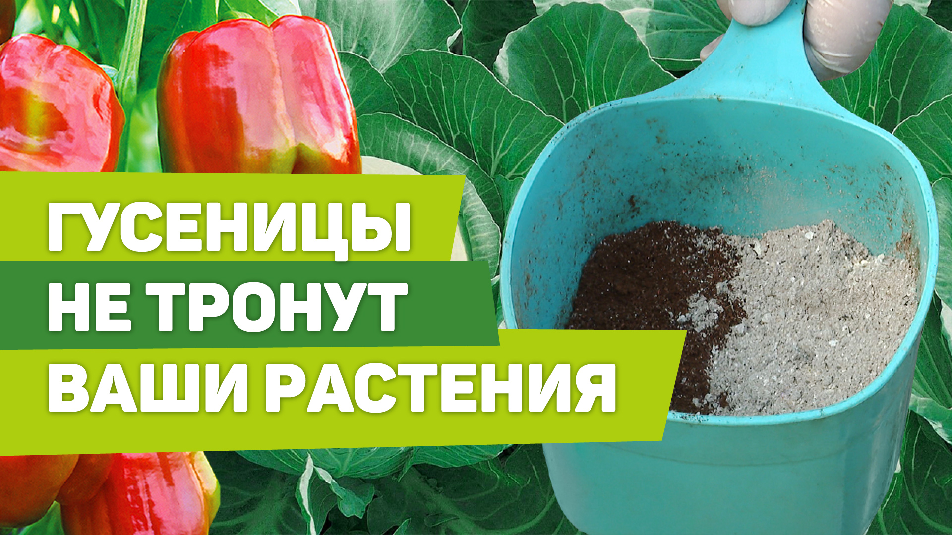 Простой способ избавиться от гусениц на овощах. Доступные компоненты - отличный результат смотреть онлайн