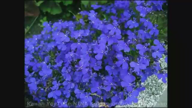 ЛОБЕЛИЯ БЕЗ ПИКИРОВКИ! РАССАДА ЛОБЕЛИИ видео! ЛОБЕЛИЯ В КИПЯТОК. ГЕЛЬ ИЗ ПАМПЕРСОВ. ВИДЕО 2018Г БМ смотреть онлайн