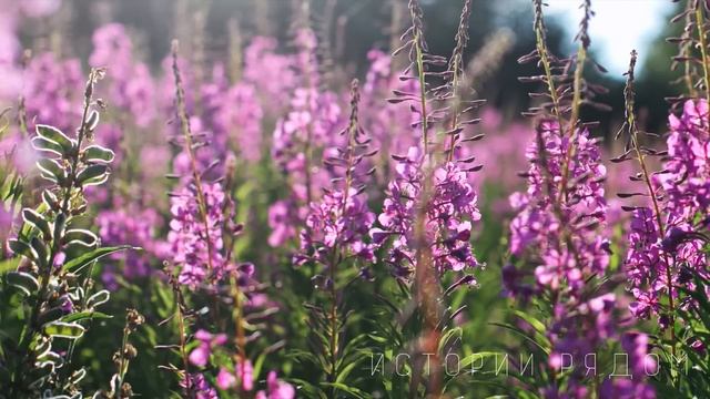 Приехав знакомиться с родителями жениха, Маша спела колыбельную, а едва отец жениха услышал… смотреть онлайн