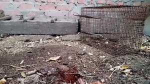 Как поймать воробья. Простая ловушка на птиц работает 100 %