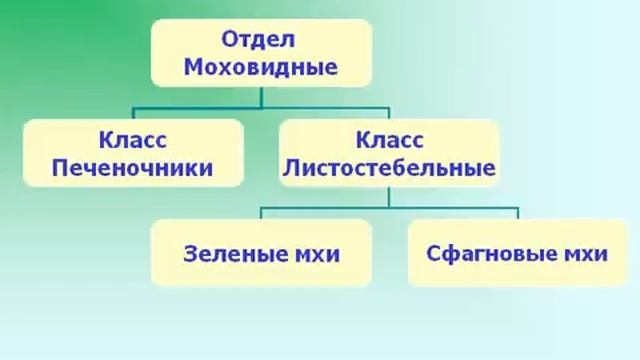 Отдел Моховидные:особенности строения и жизнедеятельности.Значение мхов.AVI смотреть онлайн