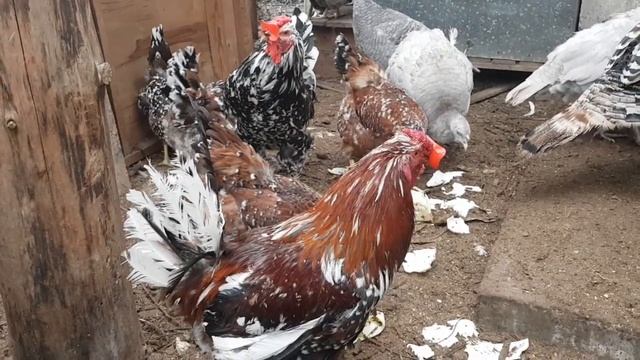 Петухи и драки!! Как решить эту проблему! Куры несутся на улице!Что делать? смотреть онлайн