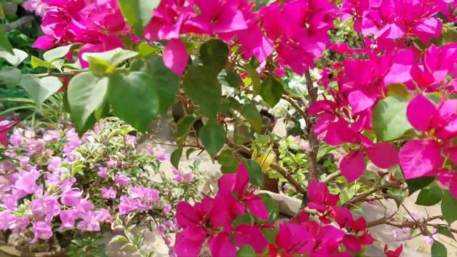 Bougainvillea Sweet Heart Red India & uses of Phosphate & Iron ||Sree Sanjiban || смотреть онлайн