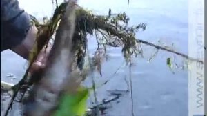 В Курской области запретили ловить рыбу