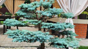 Ниваки из голубой ели "Глаука глобоза" 2 часть