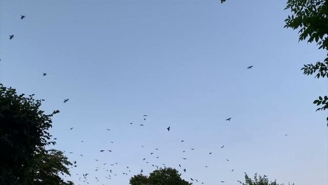 Әдебиеттік оқу 4- сынып 67- сабақ Құстар әні смотреть онлайн