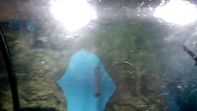 Океанариум Рио тоннель смотреть онлайн