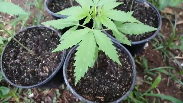 Jamaican Pearl semana 3 growing смотреть онлайн