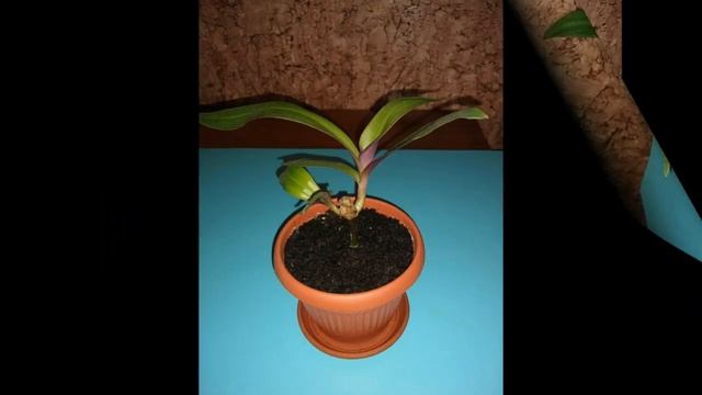 Традесканция Рео (ладья Моисея) смотреть онлайн