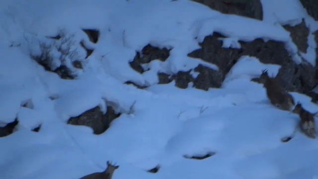Hunting and observation of mountain goats Шикор ва тамошои Нахчиро Охота,инаблюдение за горными коз смотреть онлайн