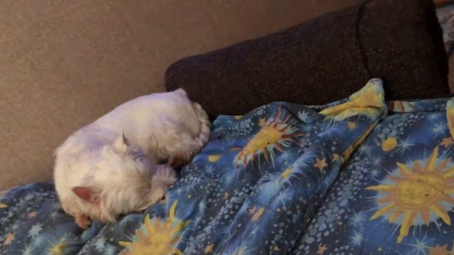 31 ДЕКАБРЯ СУЕТА. ПОДАРКИ. КУБЯКА ПРИБОЛЕЛ( смотреть онлайн