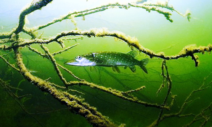 Сезон 2024 года. Подводная охота после запрета. смотреть онлайн