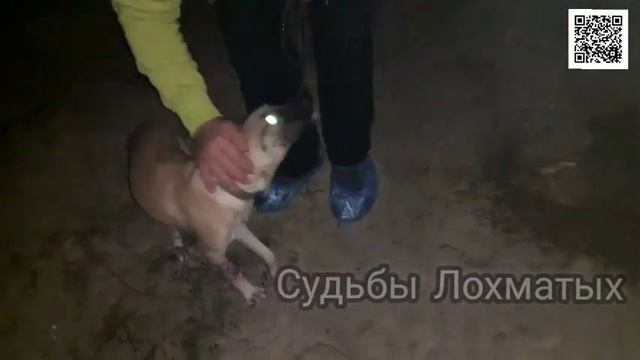 НОЧЬЮ в Ростов на Дону за БУБЛИКОМ! Чтобы повалять его на ВОСКРЕСНОМ ДИВАНЕ!!! Доля приютская... смотреть онлайн