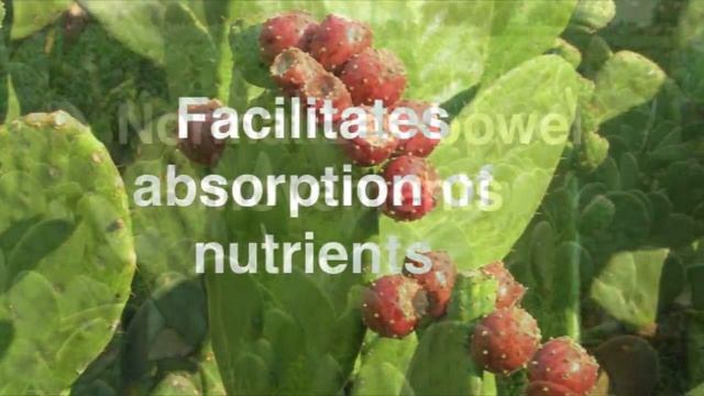 100% Dehydrated Organic NOPAL Cactus Powder смотреть онлайн