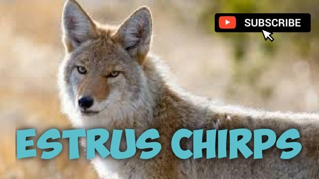 Coyote Hunting Call - Estrus Chirps - Mating Call - 14 Minutes - Free Download смотреть онлайн