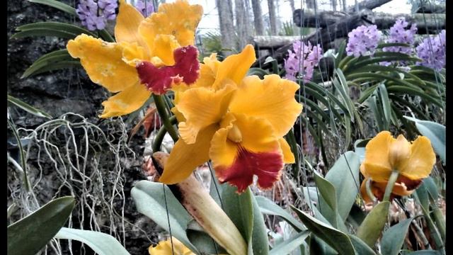 Парк ОРХИДЕЙ смотреть онлайн