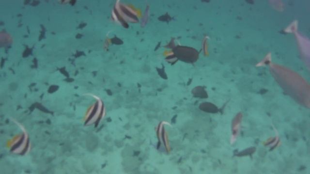 гигантский морской дьявол смотреть онлайн