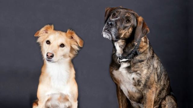 "Фото судьбы" - сценка с собаками. смотреть онлайн