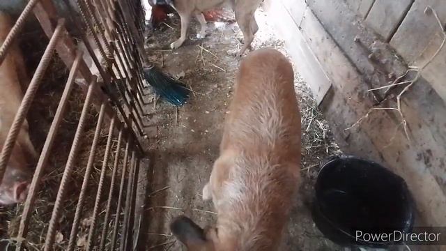 Свинья с поросятами. Глубокая подстилка. Осушитель подстилки. смотреть онлайн