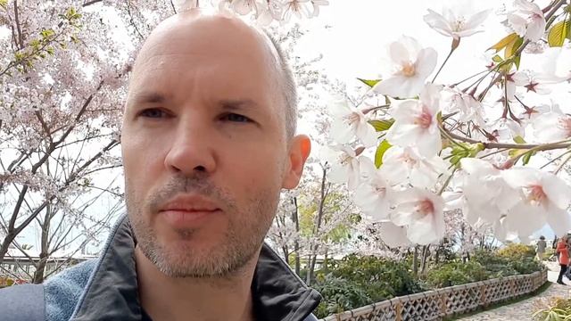 Что такое сакура? Где можно увидеть цветение сакуры в Петербурге?