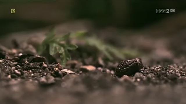 Маленькие но значительные: Насекомые / Little Matters: Insects