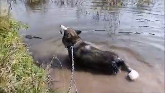 Аляскинский маламут  ( ALASKAN MALAMUTE  )  - ездовая порода  (riding Breed  ) .