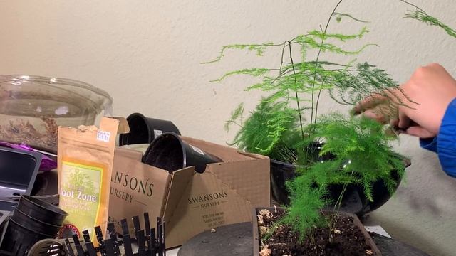 Creating a landscape bonsai using Plumosa Fern (Asparagus Plumosus) смотреть онлайн