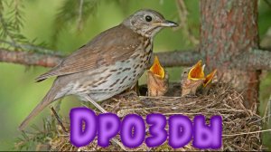 Дрозды  Thrushes