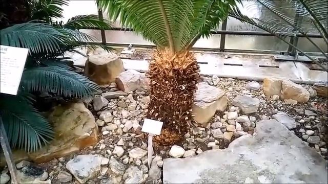Planten un Blomen, Tropical House, Hamburg, Germany смотреть онлайн