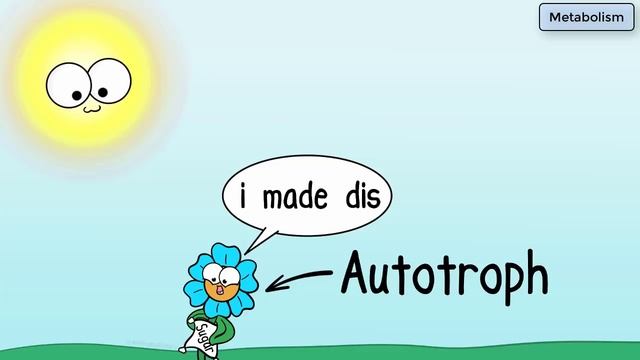 Characteristics Of Life