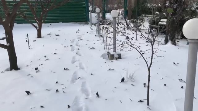 Зимний сад без бульдогов смотреть онлайн