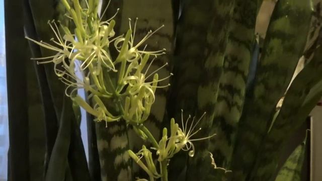 Цветение сансевиерии (тещин язык) смотреть онлайн