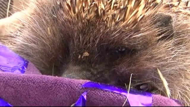 День ежа: из чего сделаны ежовые рукавицы? смотреть онлайн