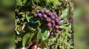 Рябина Титан