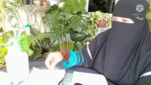 cara tanam benih keladi semudah ABC..🤗🤗 смотреть онлайн