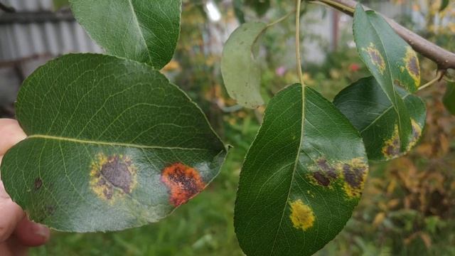 Обязательно посмотрите это видео,чтобы не ошибиться в лечении!Что за пятна на листья груши? смотреть онлайн