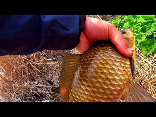 ЗАБРАЛСЯ В ОМУТ ГДЕ ЖИВУТ ЗОЛОТЫЕ КАРАСИ !!! ЛОЖАТ! ТОПЯТ! РЫБАЛКА НА ПОПЛАВОЧНУЮ УДОЧКУ смотреть онлайн