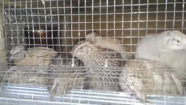 Перепелки маньчжурские смотреть онлайн