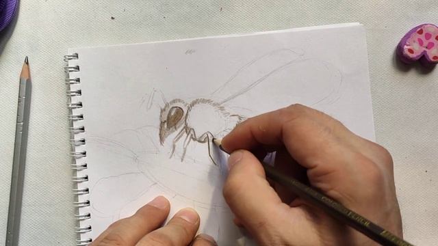 Рисуем пчелу. Уроки для школьников. смотреть онлайн