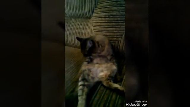 Ленивая Сима смотреть онлайн