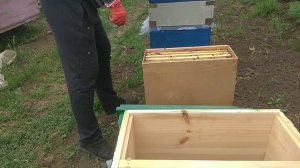 Пересадка ПЧЕЛОПАКЕТА В Улей 👍👃!!!