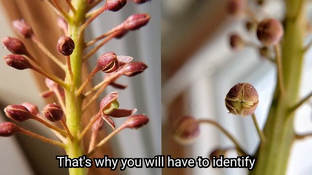 ✅🔍 How to identify the gender of a nepenthes flower? 🌺 (Nepenthes flowers don't self pollinate) смотреть онлайн