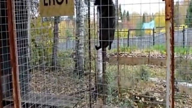 рысь и не только ПРОФИЛАКТОРИЙ ПРИВОД город лысьва смотреть онлайн