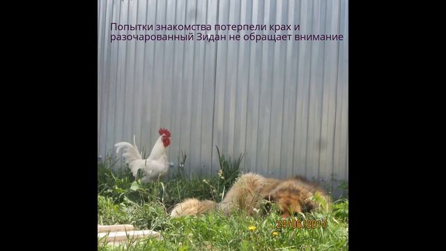Психика кавказа говорит сама за себя №3 смотреть онлайн